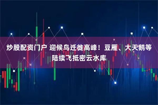 炒股配资门户 迎候鸟迁徙高峰！豆雁、大天鹅等陆续飞抵密云水库